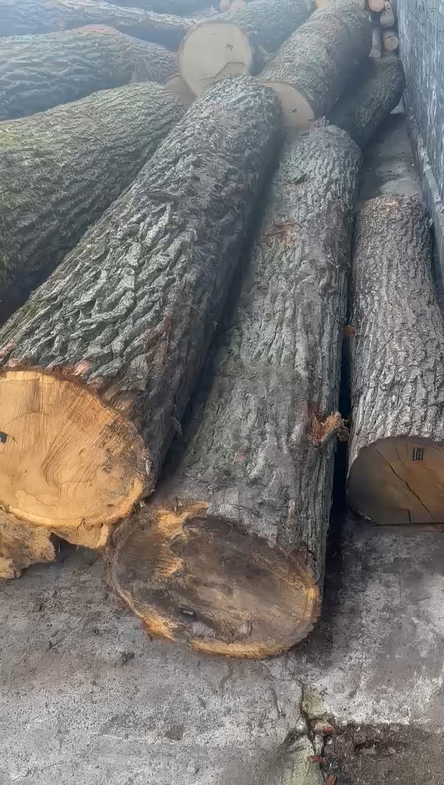 Raw Timber (Tomruk) 3
