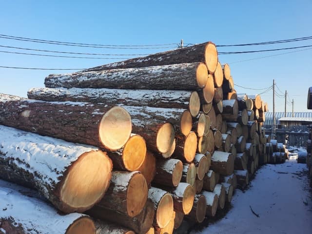 Raw Timber (Tomruk) 5