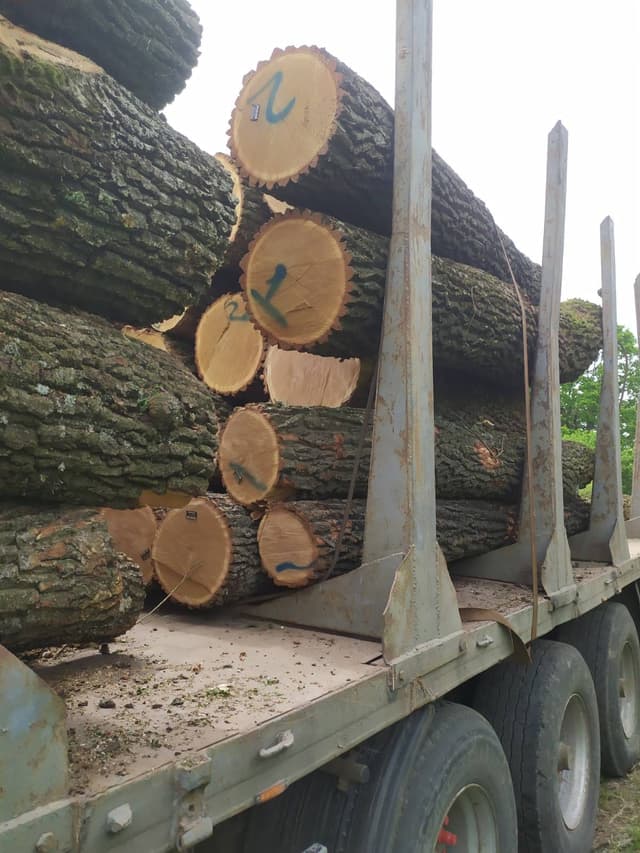 Raw Timber (Tomruk) 8